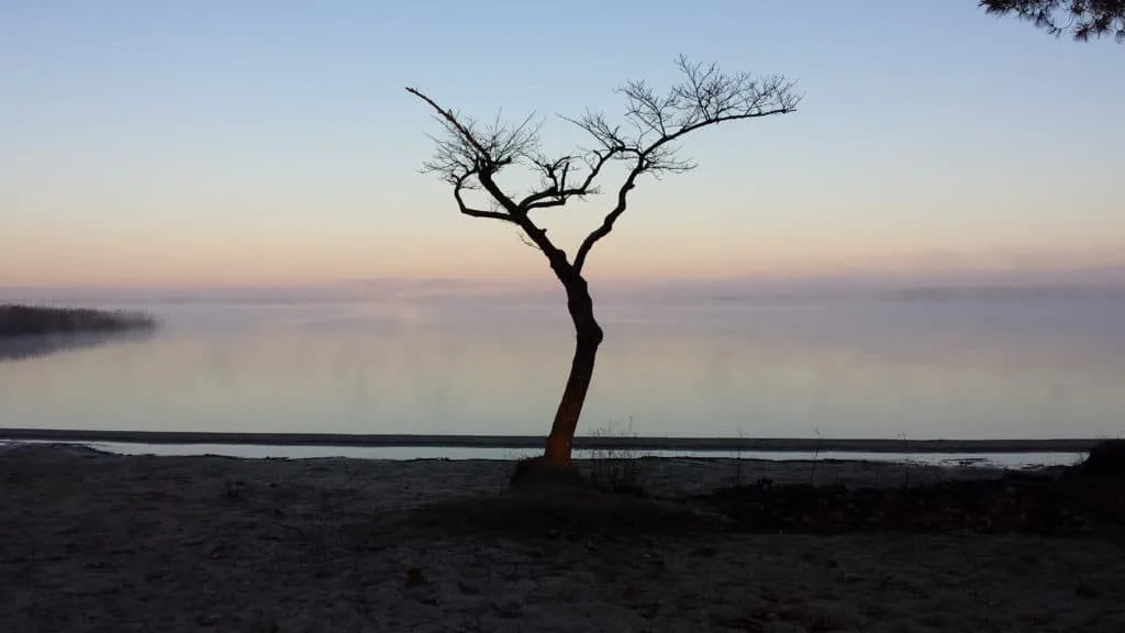 Arbre au bord du lac
